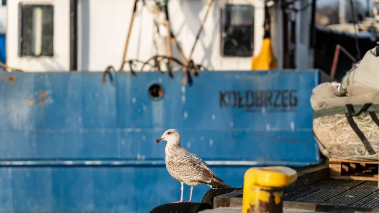 A seagull stands on a dock with a fishing boat in the background at Kołobrzeg harbor, Poland.