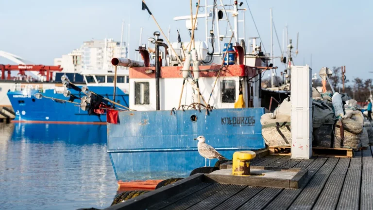 A scenic view of fishing boats docked at the harbor in Kołobrzeg, Poland with a seagull perched nearby.